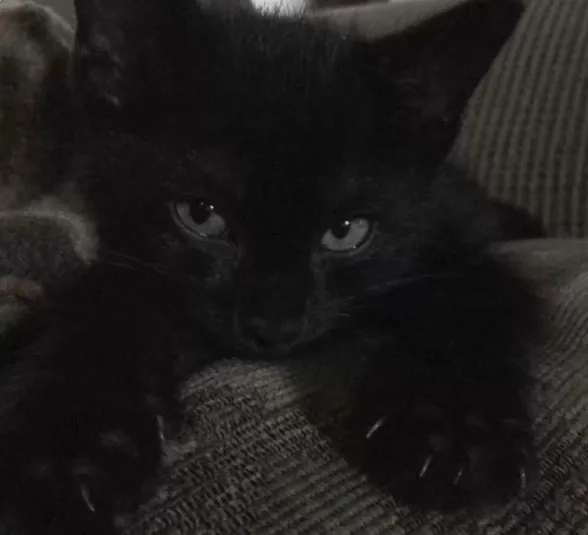 cat